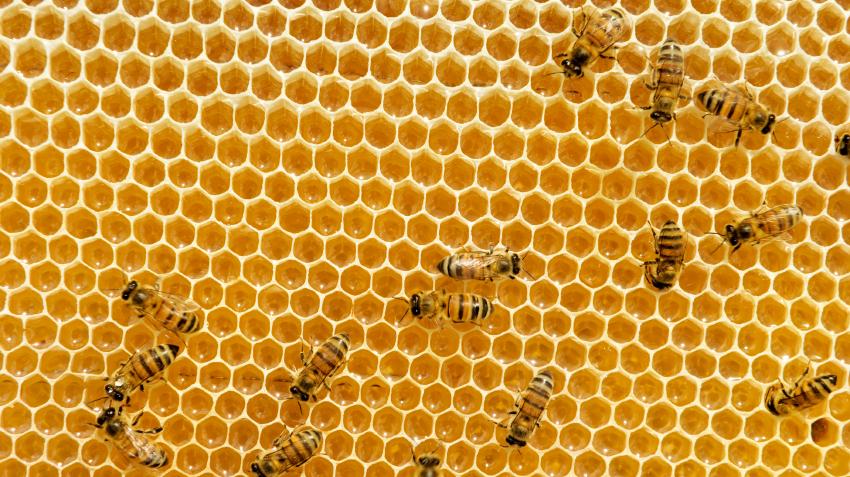 11th Gen Honda Civic Who copied who? Honeycomb