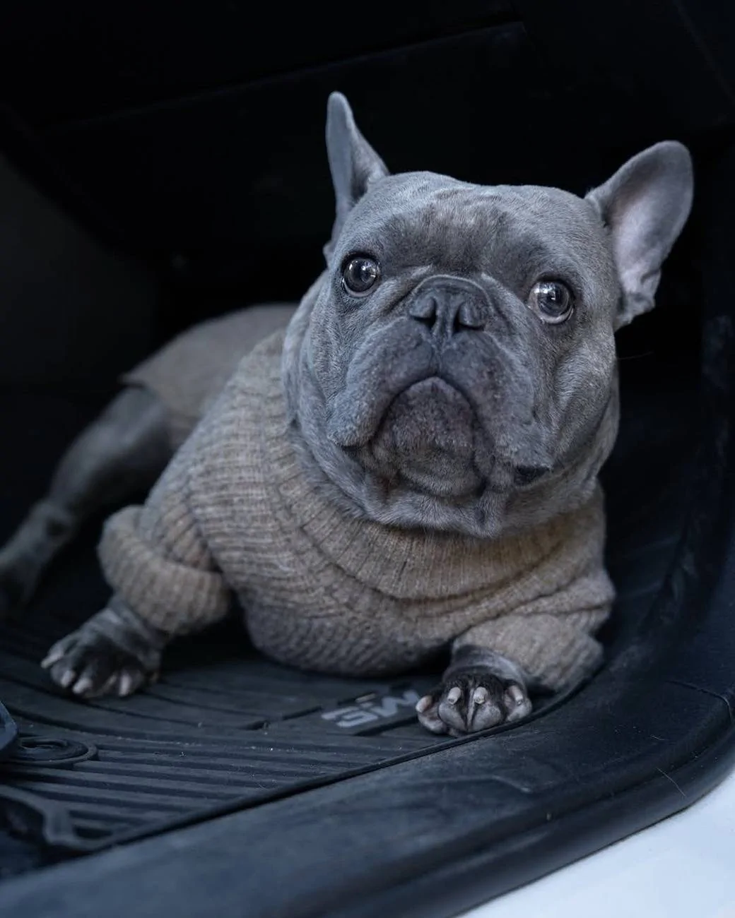 jg-dog-1-jpg-jpg-jpg-jpg-jpg-jpg-jpg.webp