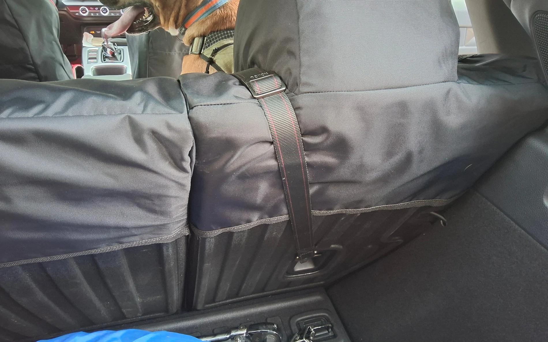 11th Gen Honda Civic Secure Your Puppy Dog!  Civic Dog Harness Thread. 20260309_130513