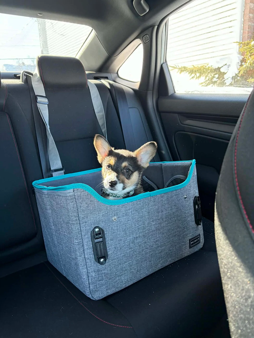 11th Gen Honda Civic Secure Your Puppy Dog!  Civic Dog Harness Thread. Messenger_creation_8C2F7233-3DE6-4964-BE4B-5E42BB909E48