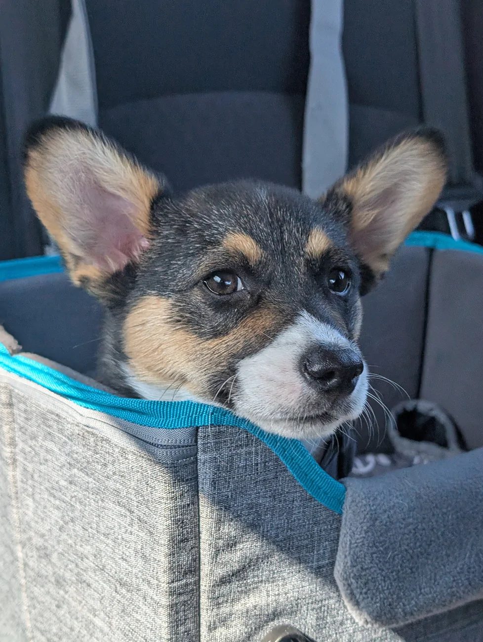 11th Gen Honda Civic Secure Your Puppy Dog!  Civic Dog Harness Thread. PXL_20260304_164736102