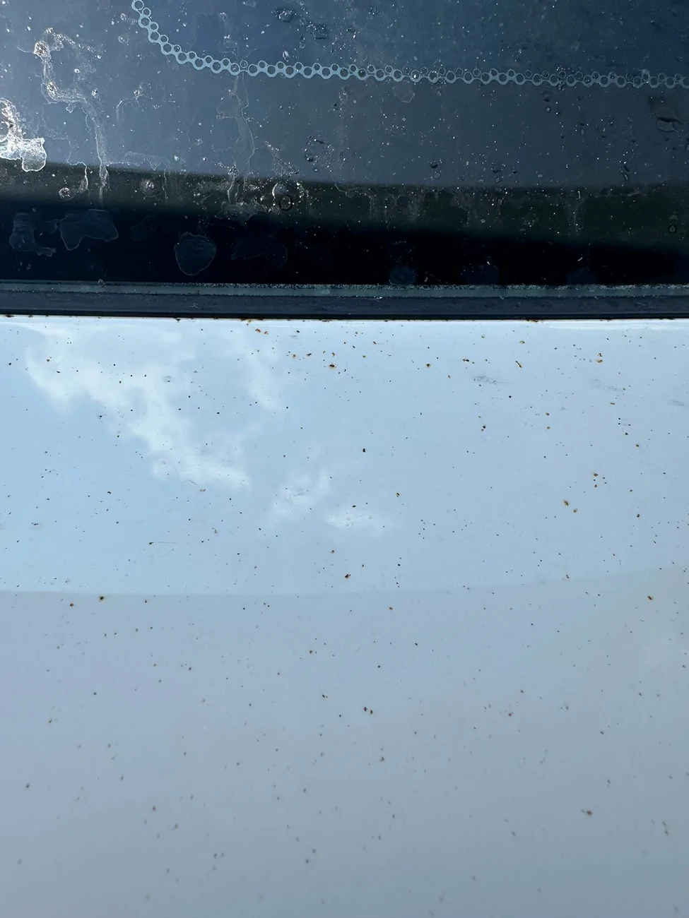 11th Gen Honda Civic Paint Issues Paint Issues