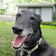 GreyhoundR6