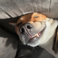 Dog Nut