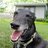 GreyhoundR6